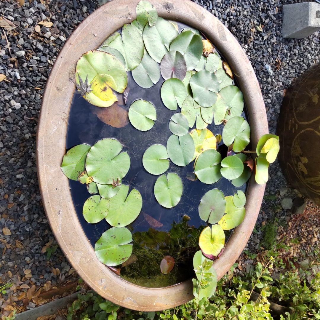 睡蓮 甕 陶器製 花模様 メダカ