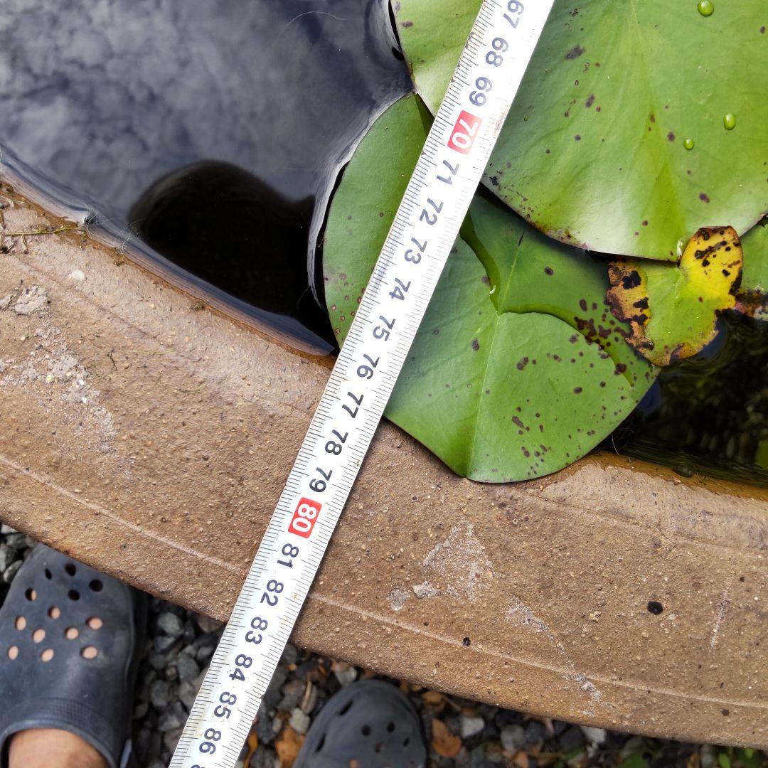 睡蓮 甕 陶器製 花模様 メダカ
