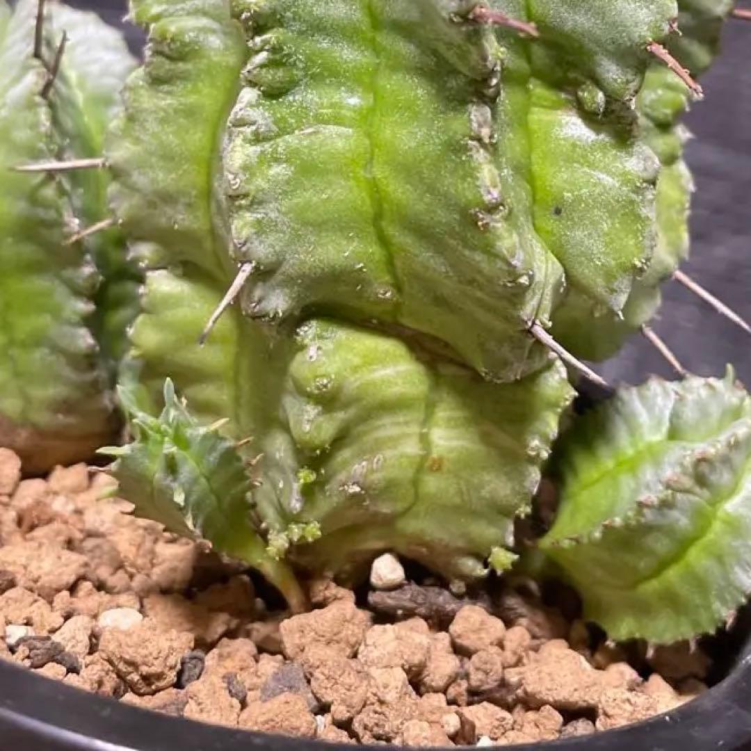 ホリダ錦　ユーフォルビア　サボテン　多肉植物