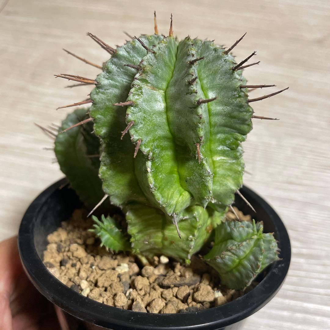 ホリダ錦　ユーフォルビア　サボテン　多肉植物