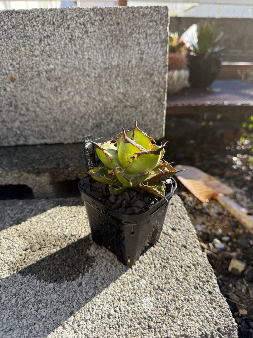 アガベ雷雪　チタノタ　オテロイ
