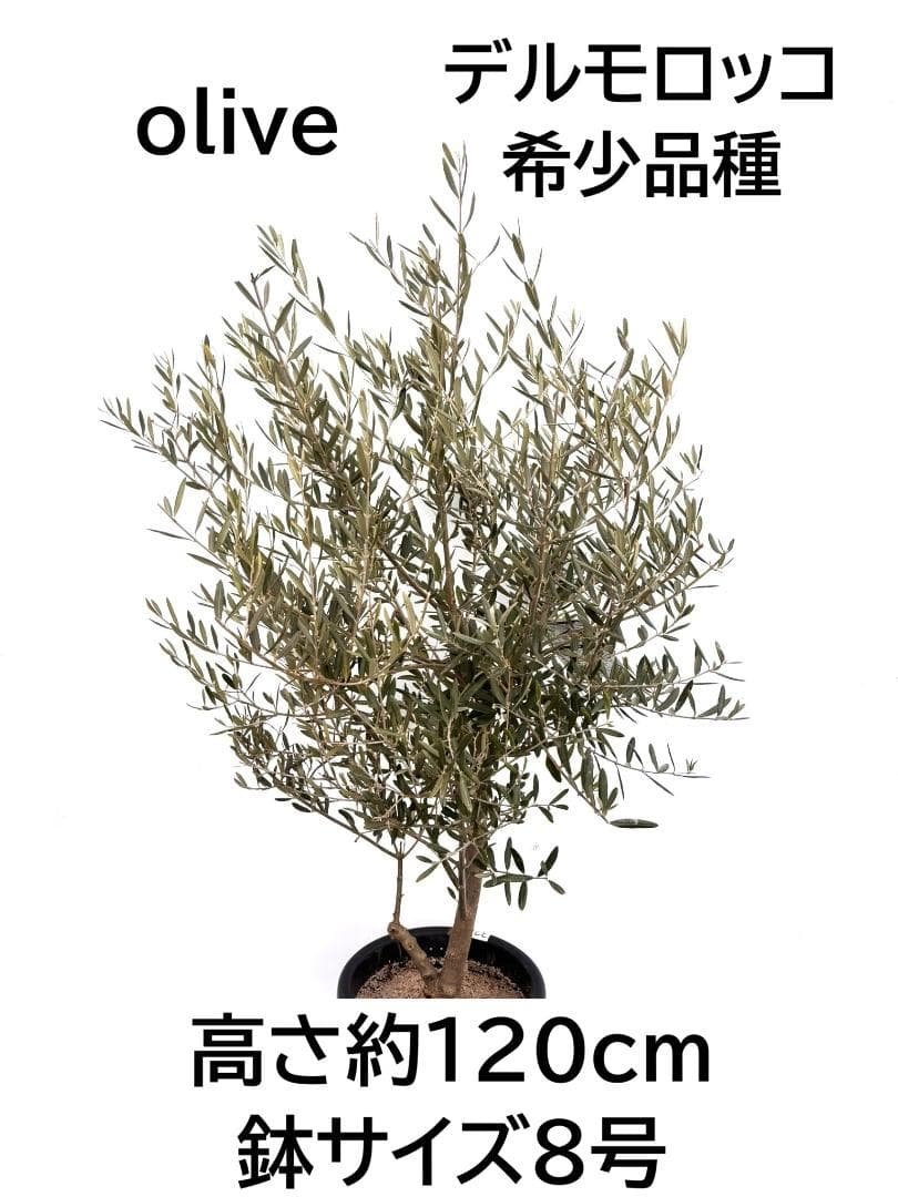 オリーブの木　デルモロッコ　8号　約120cm　K-324　希少品種　現品掲載