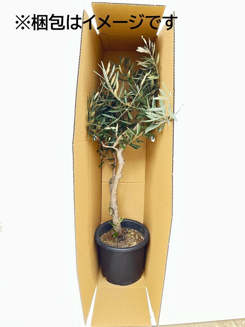 オリーブの木　デルモロッコ　8号　約120cm　K-324　希少品種　現品掲載