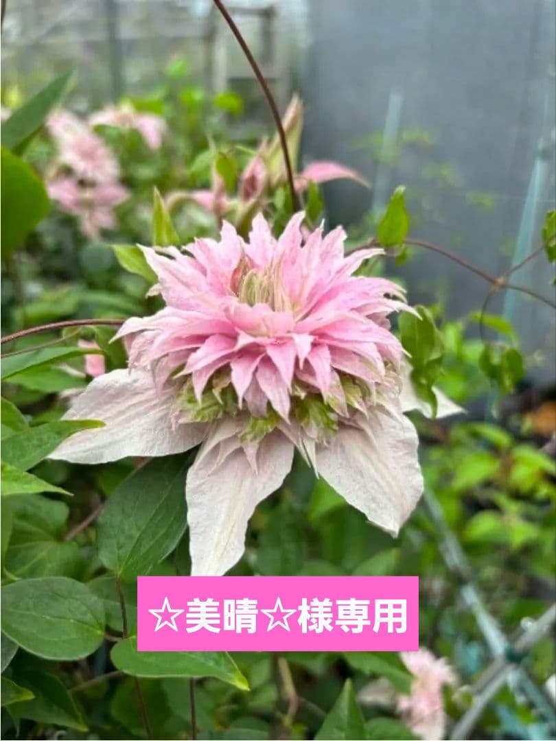 ☆クレマチス☆咲良の妖精☆3号鉢☆希少☆入手困難☆1月8日以降発送