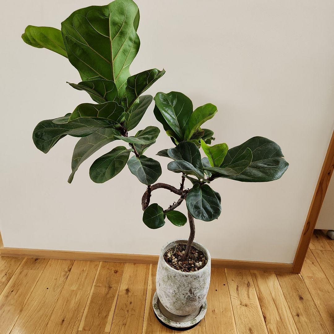 化粧鉢付き!!フィカス バンビーノ カシワバゴムノキ 綺麗な幹曲がりです