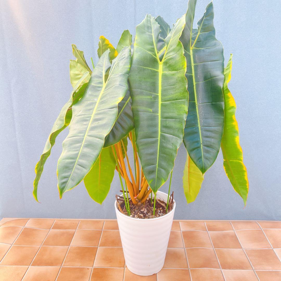 現品　フィロデンドロン　ビレッティア　ビレッタエ　希少　インテリアグリーン