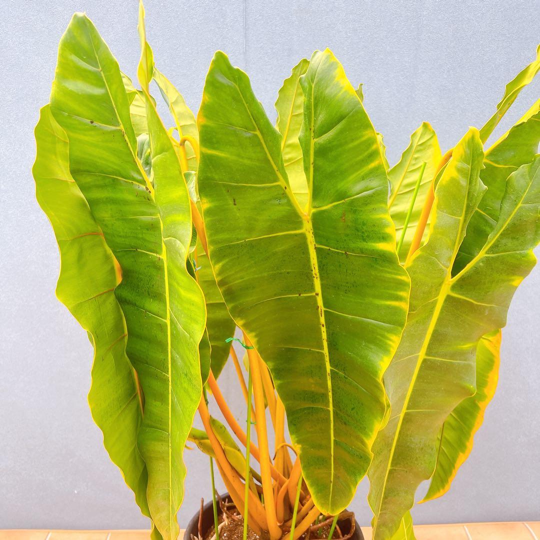 現品　フィロデンドロン　ビレッティア　ビレッタエ　希少　インテリアグリーン