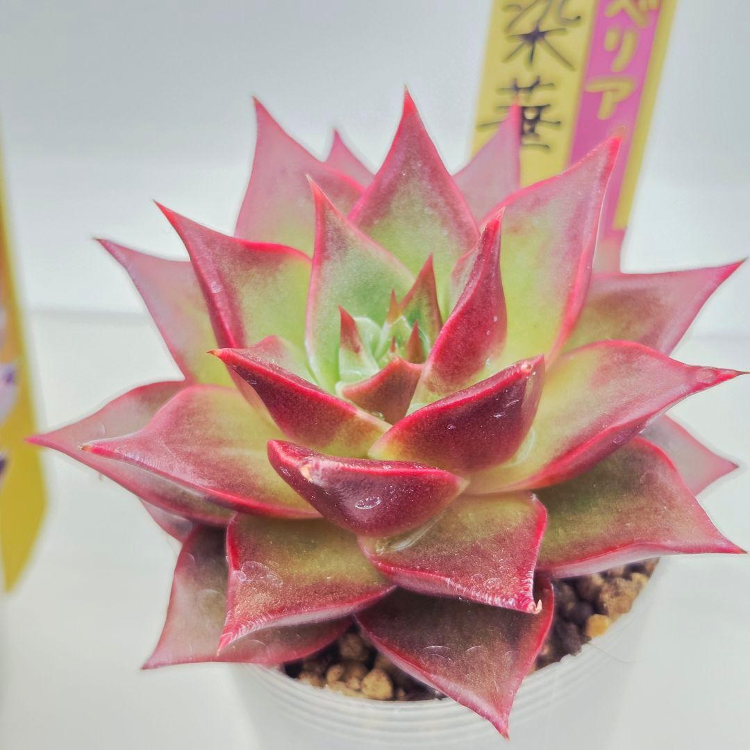 ㊶大きめ苗! 桜鬼❣️ちょこん❣️祭囃子❣️おらいさん発根済 6苗メルカリ送料込