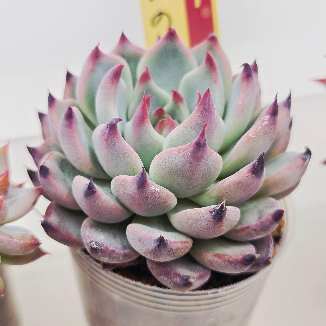 ㊶大きめ苗! 桜鬼❣️ちょこん❣️祭囃子❣️おらいさん発根済 6苗メルカリ送料込