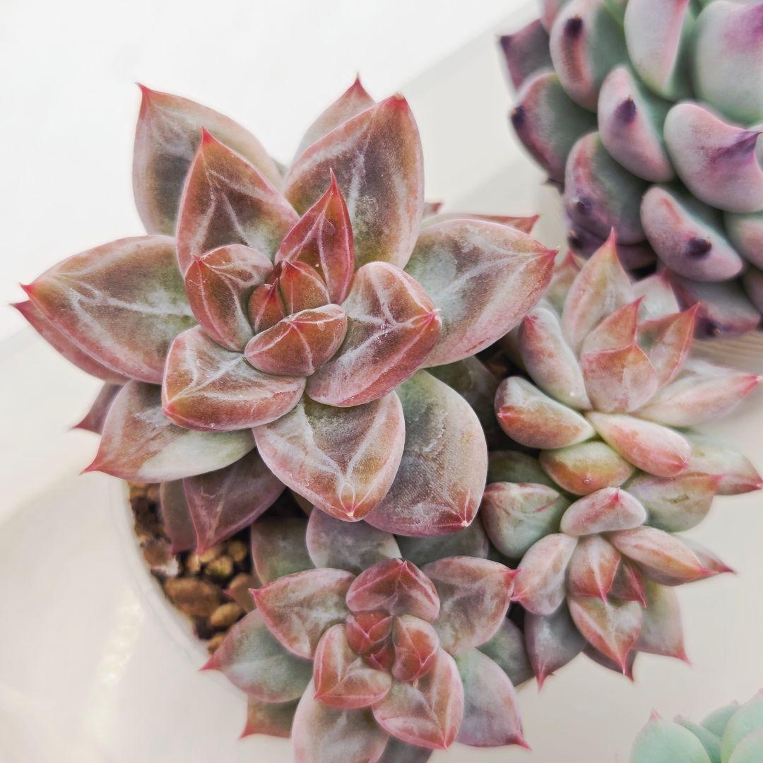 ㊶大きめ苗! 桜鬼❣️ちょこん❣️祭囃子❣️おらいさん発根済 6苗メルカリ送料込