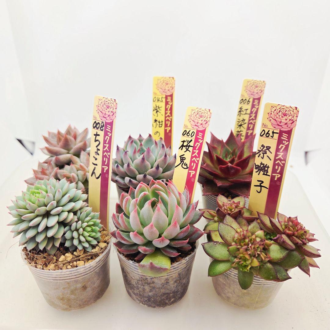 ㊶大きめ苗! 桜鬼❣️ちょこん❣️祭囃子❣️おらいさん発根済 6苗メルカリ送料込