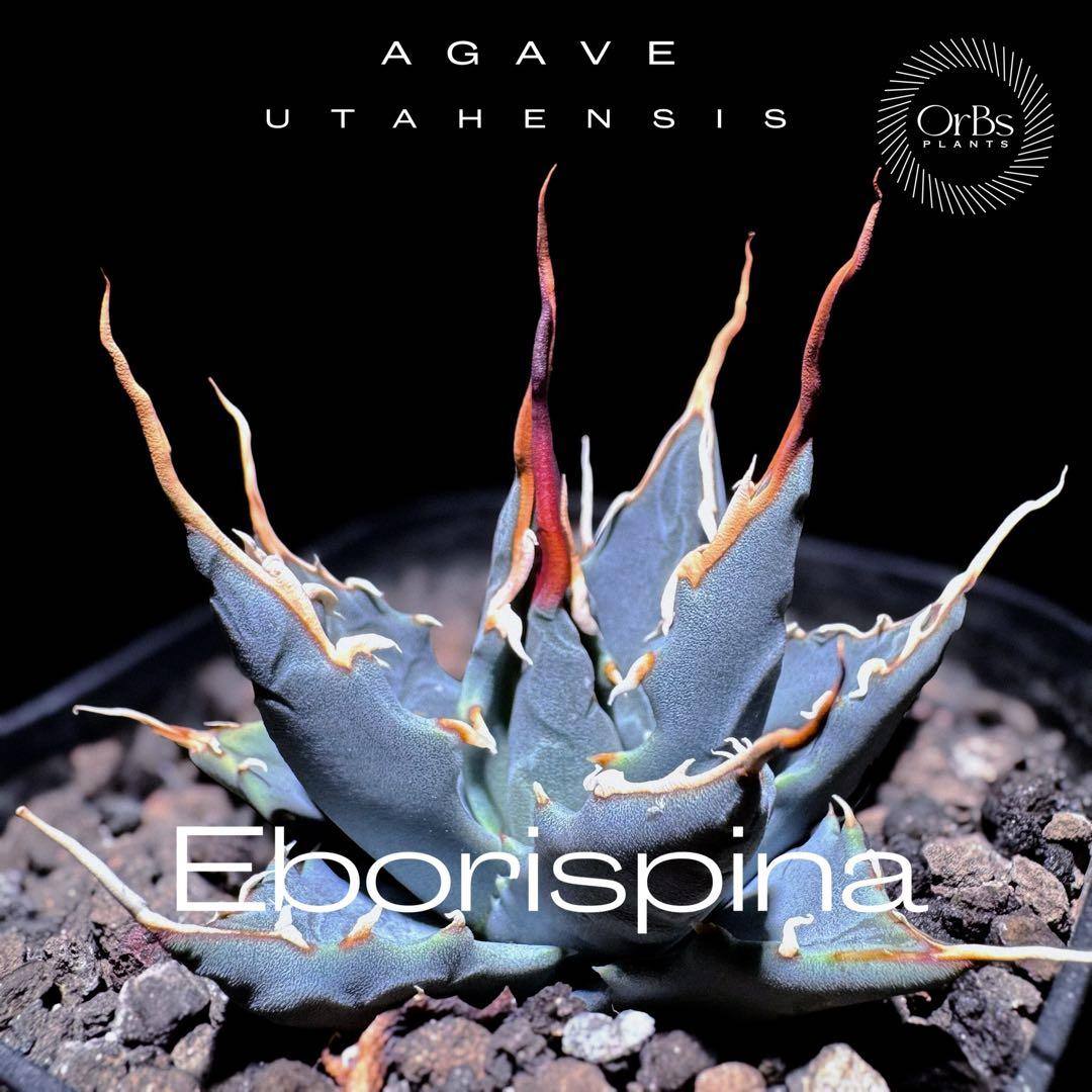 【実生】アガベ ユタエンシス エボリスピナ コークスクリュー 美形 微陽炎株
