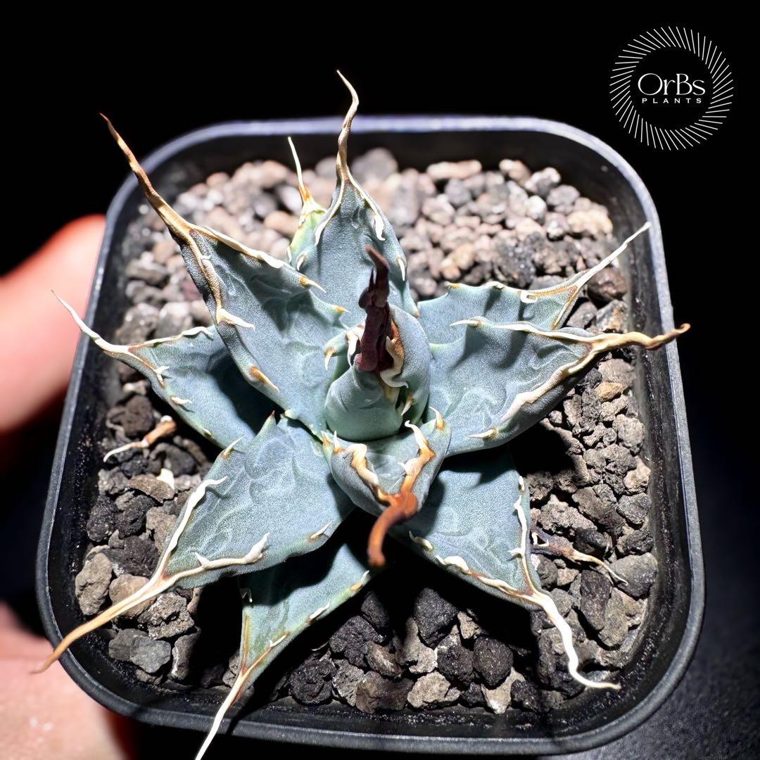 【実生】アガベ ユタエンシス エボリスピナ コークスクリュー 美形 微陽炎株