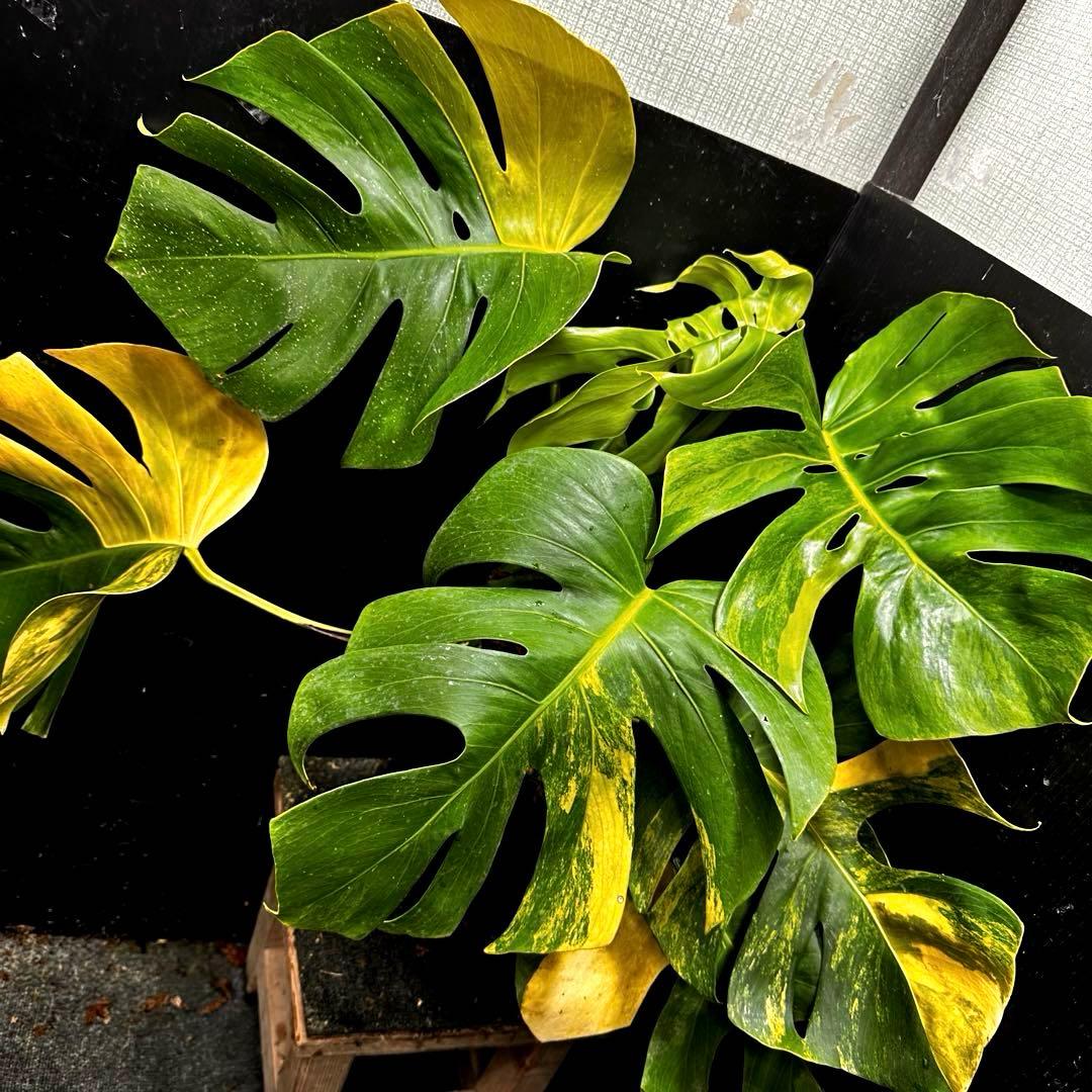 メ*1様 斑入りモンステラボルシギアナオーレア黄斑4号鉢植え64cm発根済み安心