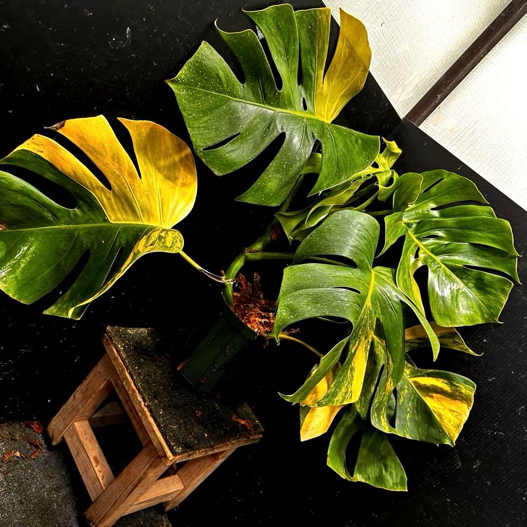 メ*1様 斑入りモンステラボルシギアナオーレア黄斑4号鉢植え64cm発根済み安心