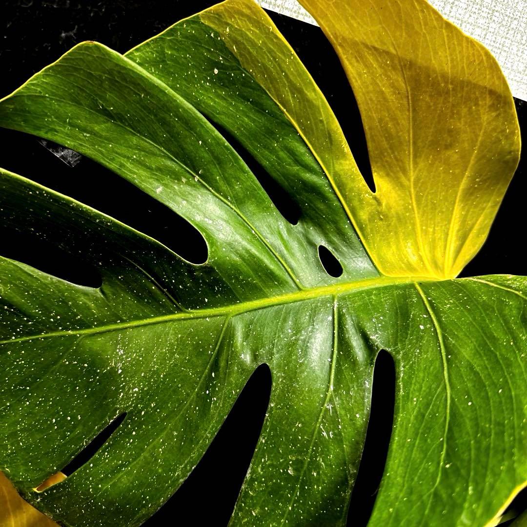 メ*1様 斑入りモンステラボルシギアナオーレア黄斑4号鉢植え64cm発根済み安心