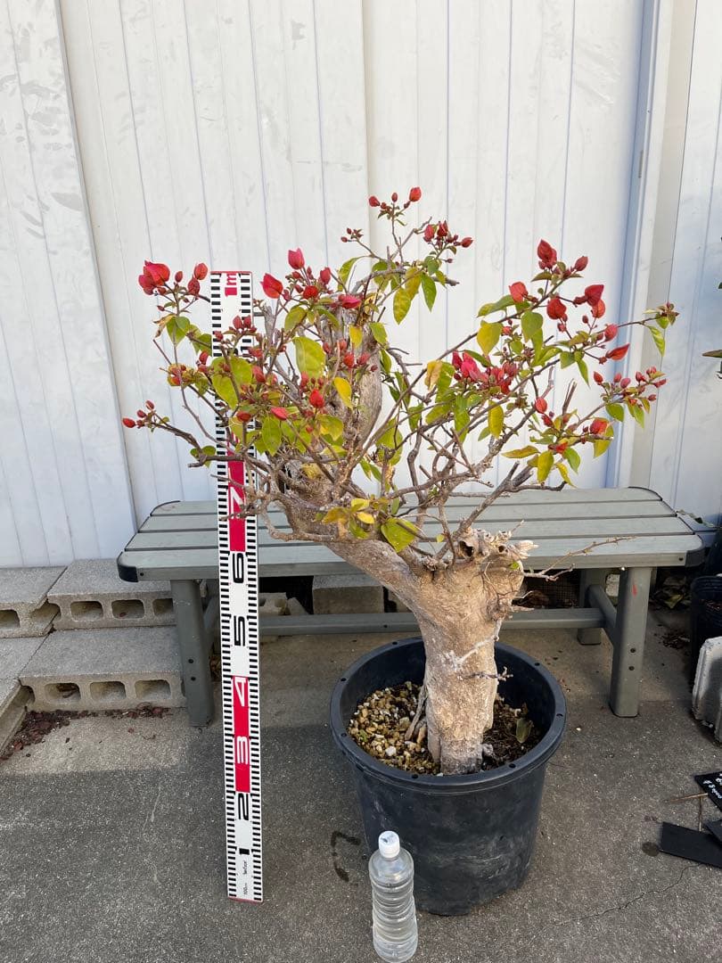 超古木　ブーゲンビリア　ブーゲンビレア　越冬株