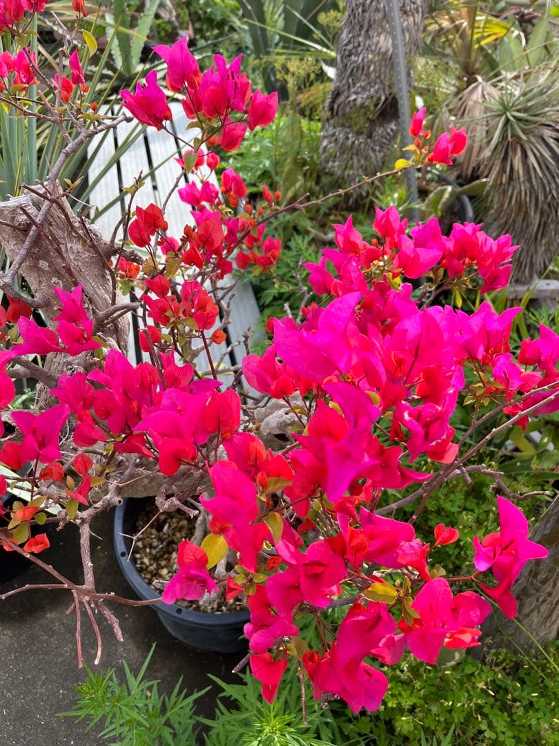 超古木　ブーゲンビリア　ブーゲンビレア　越冬株