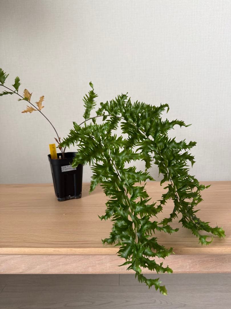 【鉢付き】　ドリナリア　リギデュラ　ホワイティ②