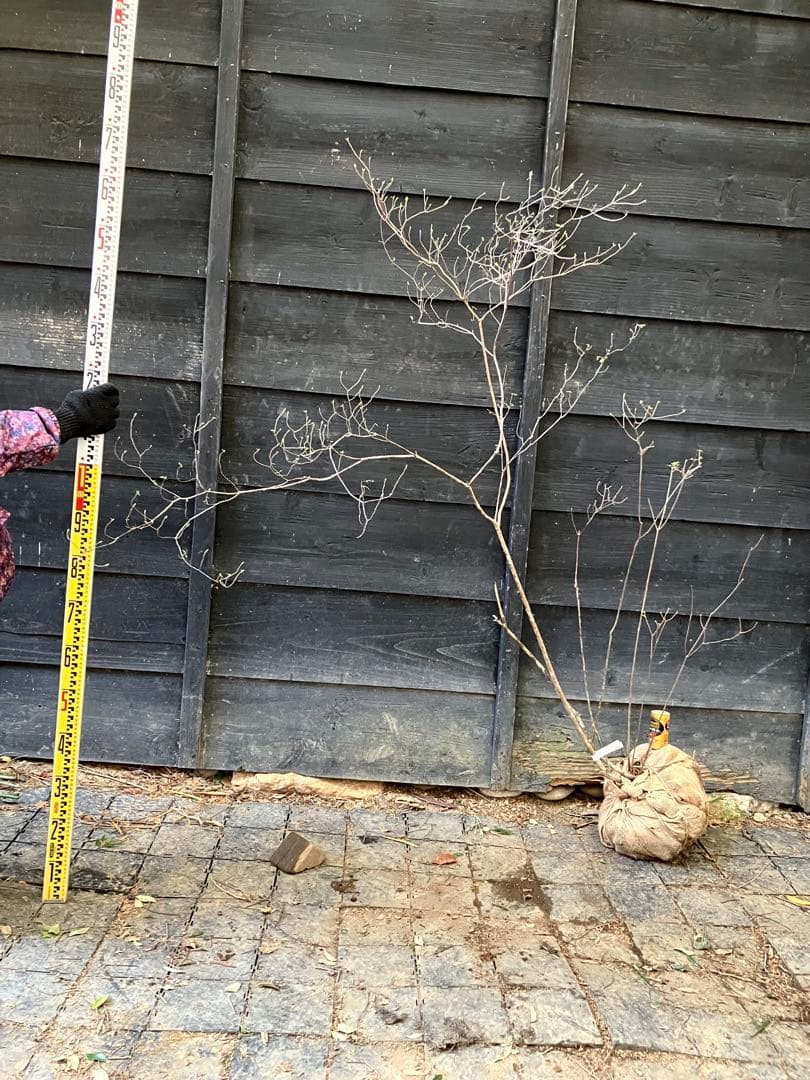 21 山採り　バイカツツジ