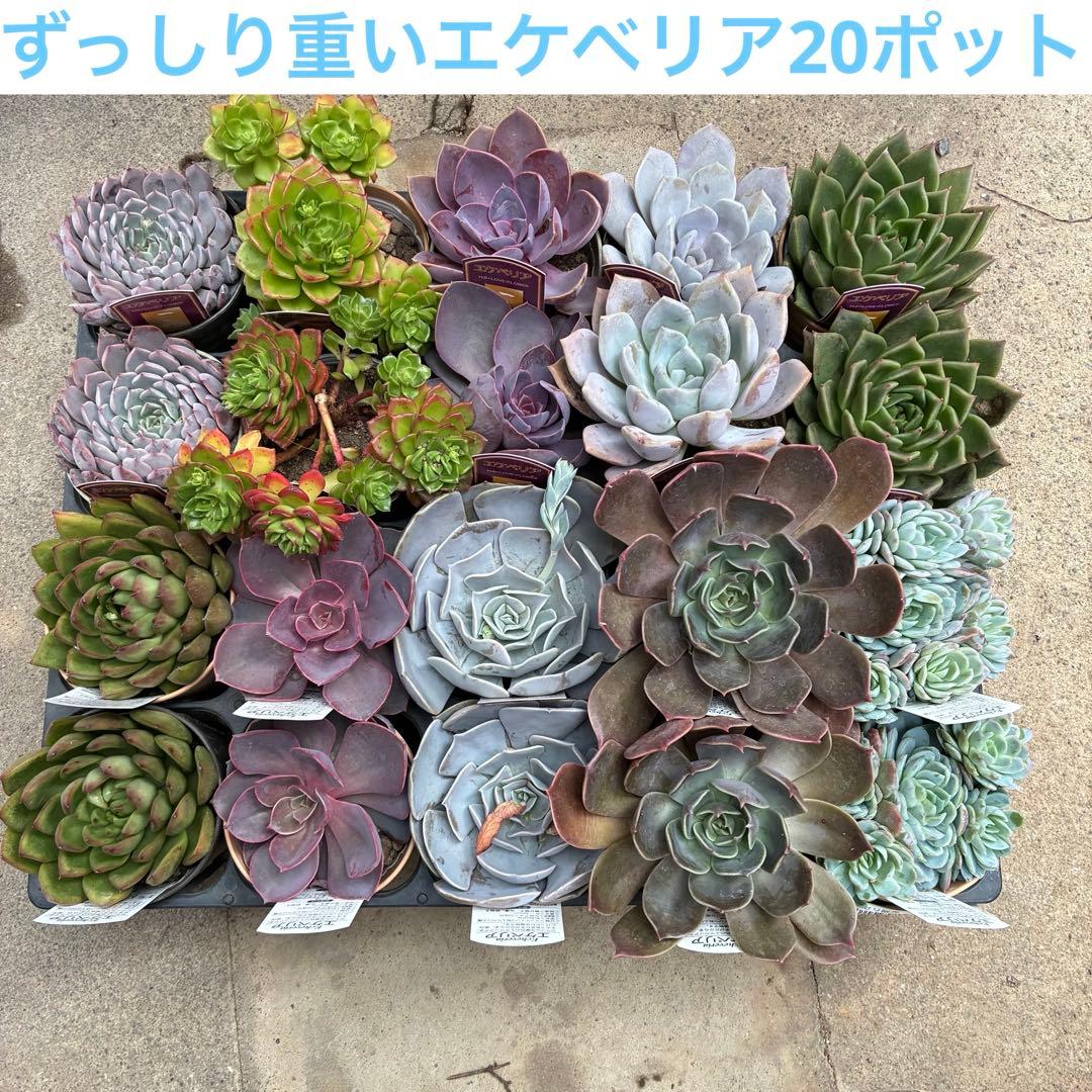 ずっしり重いエケベリア20ポット