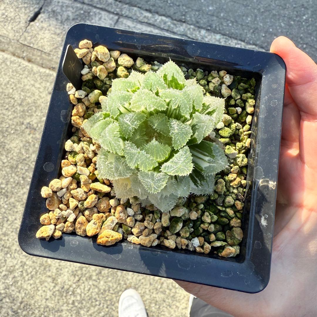 多肉植物 ハオルチア 氷魂オブツーサ錦 親株 10.5x10.5cm鉢