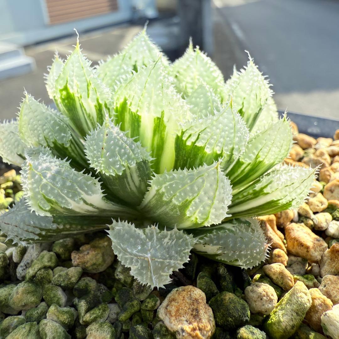 多肉植物 ハオルチア 氷魂オブツーサ錦 親株 10.5x10.5cm鉢