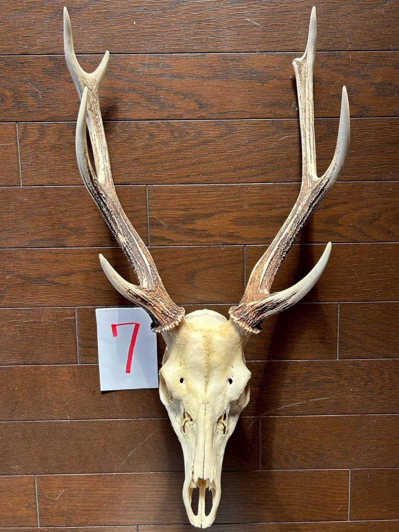 ⑦[1点もの] ハンティングトロフィー　鹿の角　頭蓋骨　日本鹿　スカル