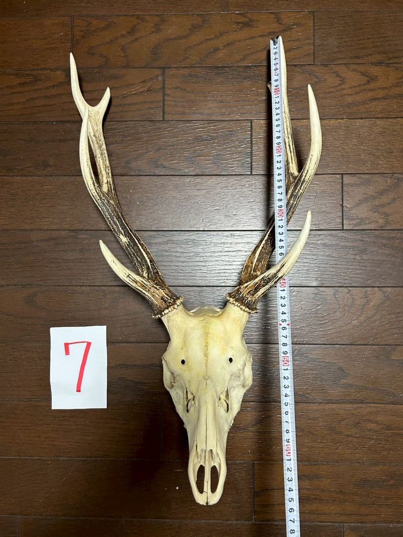 ⑦[1点もの] ハンティングトロフィー　鹿の角　頭蓋骨　日本鹿　スカル