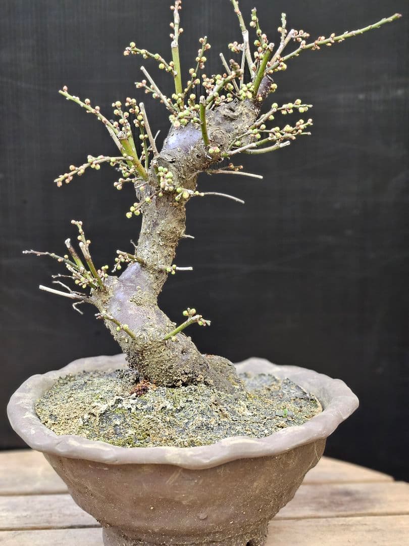 盆栽 今が旬 花梅 梅 【思いのままに】9号鉢 極上品 幹太 ほぼ蕾 写真現物