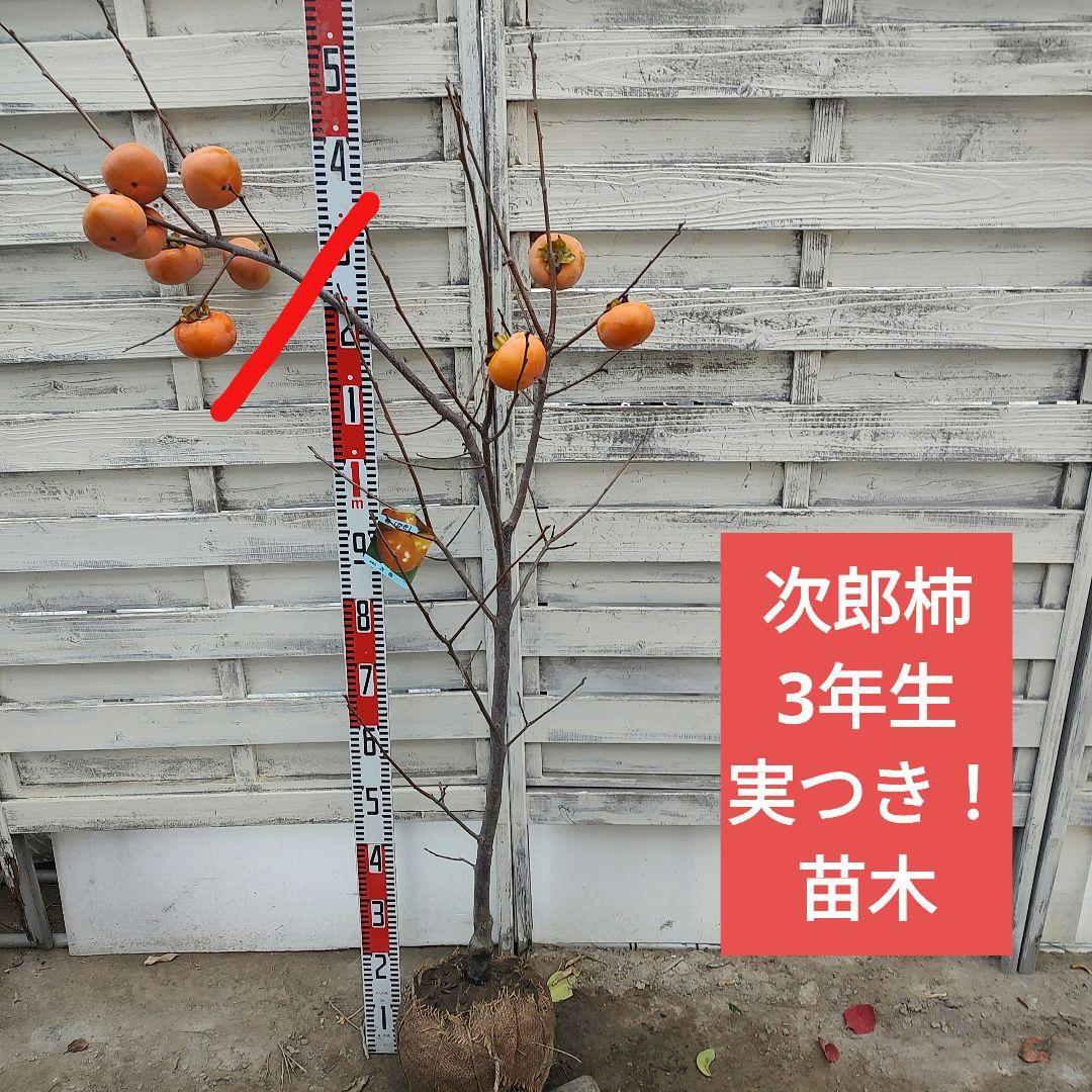 実つき！ 次郎柿 3年生