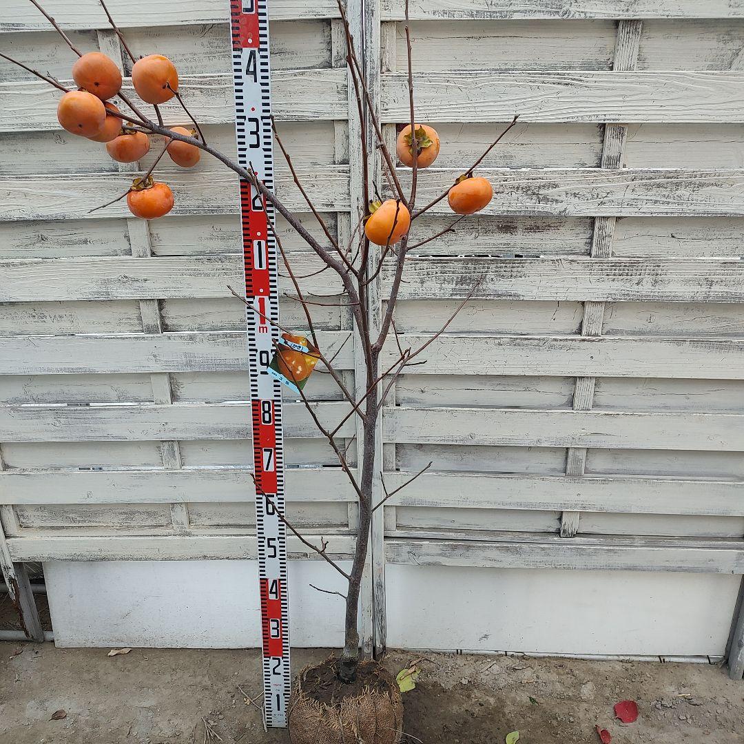 実つき！ 次郎柿 3年生