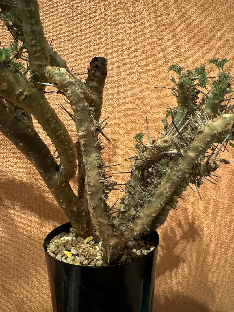 サルコカウロン ヘレー　竜骨城