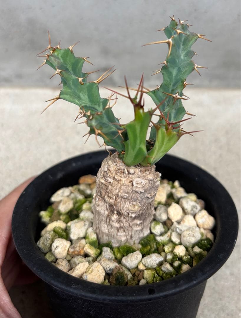 発根済み ユーフォルビア クラビゲラ 現地球 カキコ