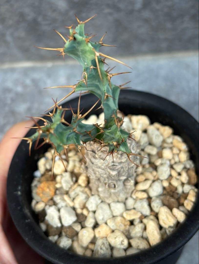 発根済み ユーフォルビア クラビゲラ 現地球 カキコ