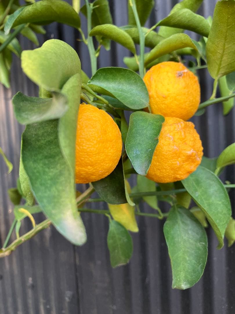 柑橘　果樹苗　一才ゆず　苗木