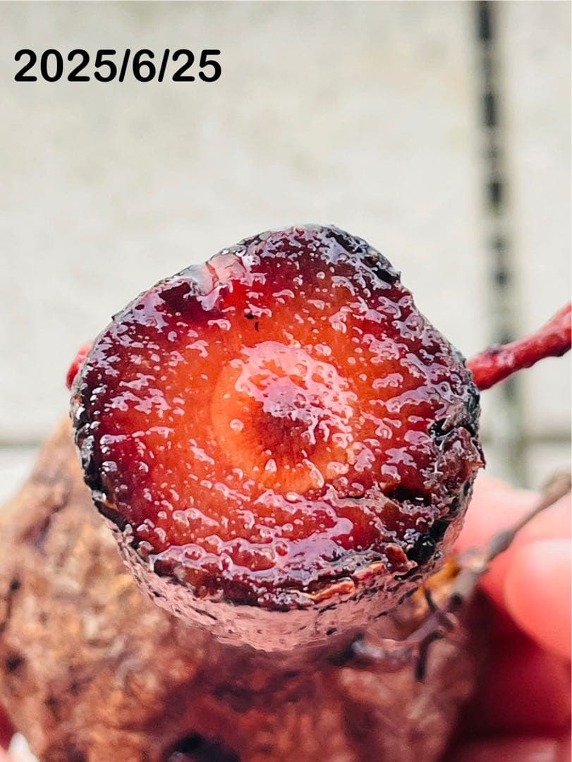 限定5株！希少ミニサイズ【オペルクリカリア・パキプス】ベアルート株④