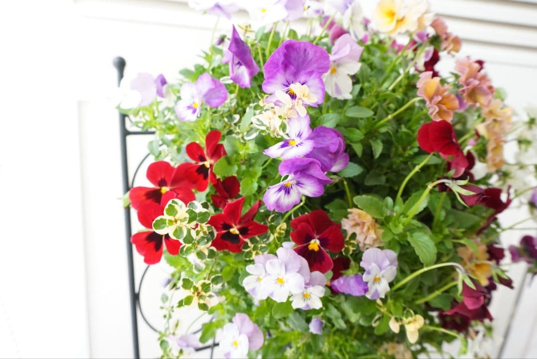 『フリルビオラ♡ルージュグラデーション』ハンギングバスケット　寄せ植え　花