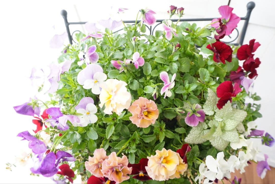 『フリルビオラ♡ルージュグラデーション』ハンギングバスケット　寄せ植え　花