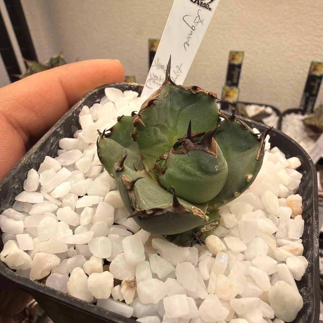 アガベ 小型 プテラノドン