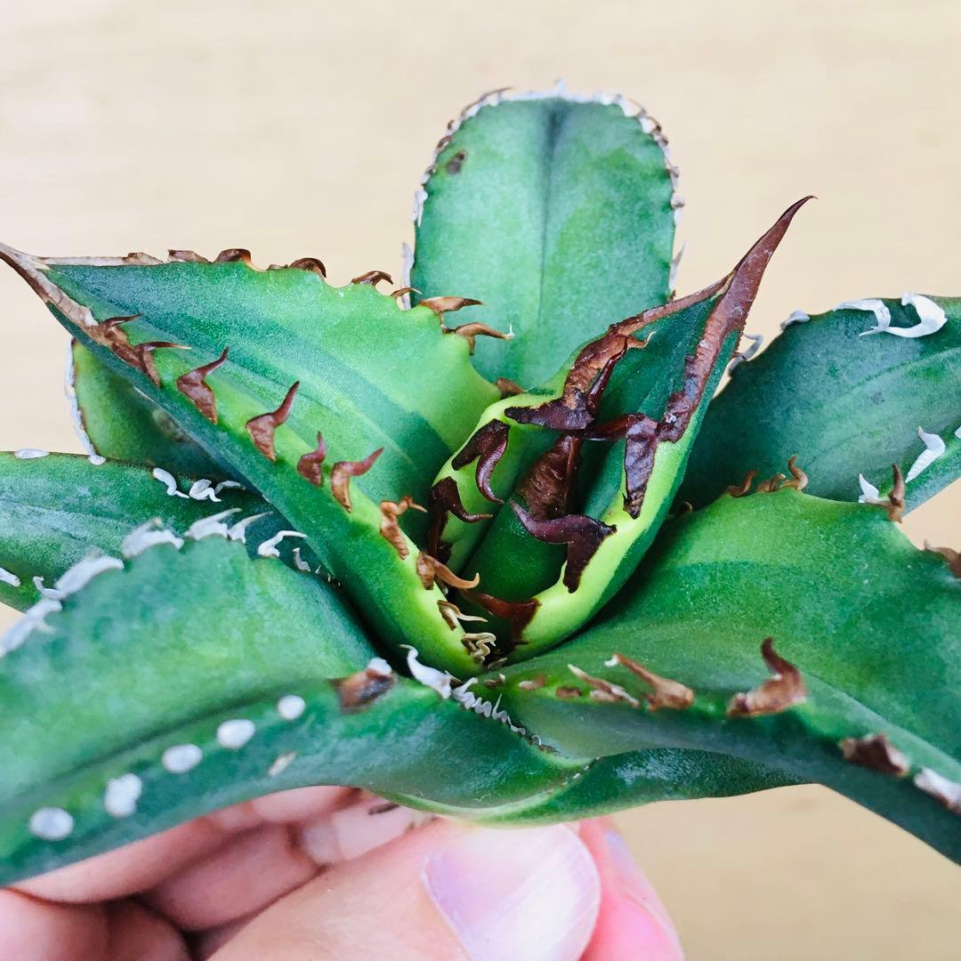 【稀少】4 老白鯨錦 黄覆輪斑 ソーラーエクリプス TC株 アガベ チタノタ錦