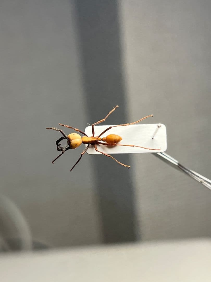 【14mm】グンタイアリ 標本 パラポネラ ソルジャーアントEciton sp.