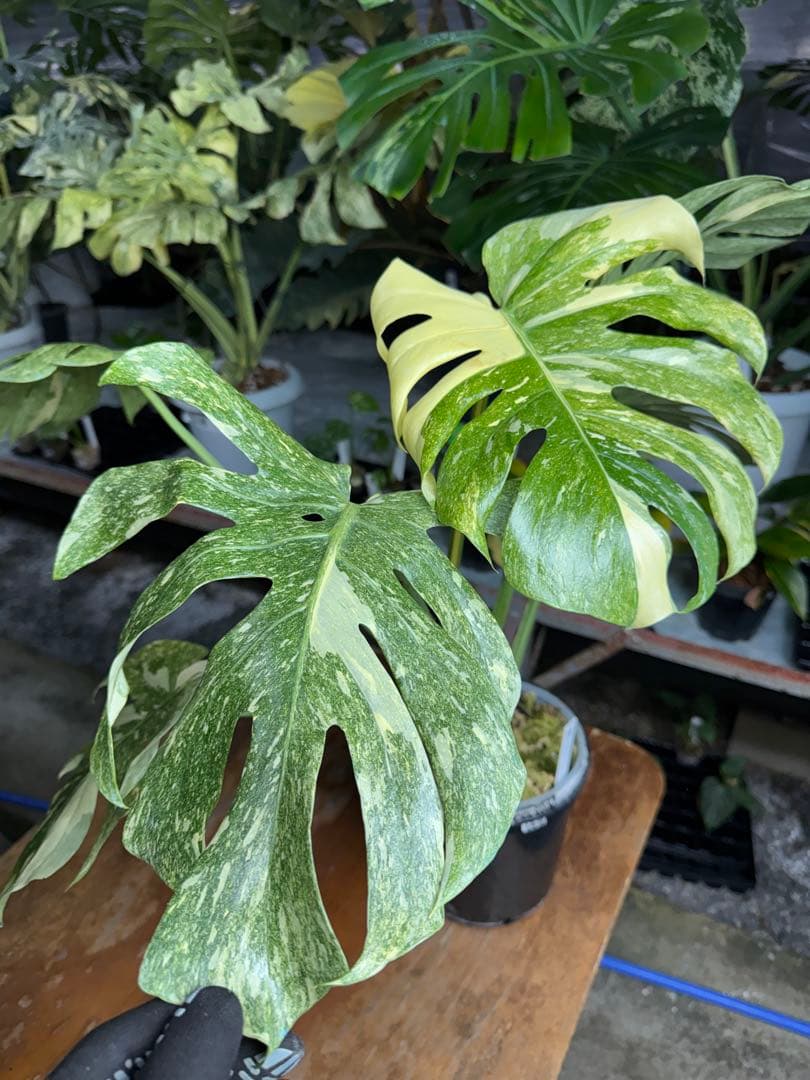 LG10モンステラ　レガシー　美斑入り健康株