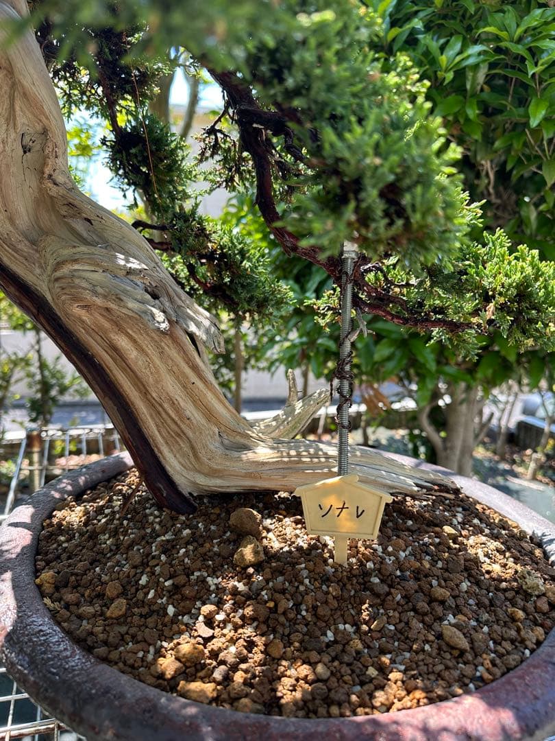 中型盆栽( 引取限定　) 大阪府和泉市