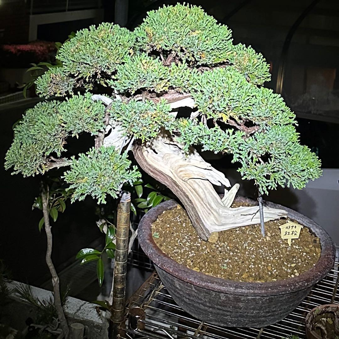 中型盆栽( 引取限定　) 大阪府和泉市