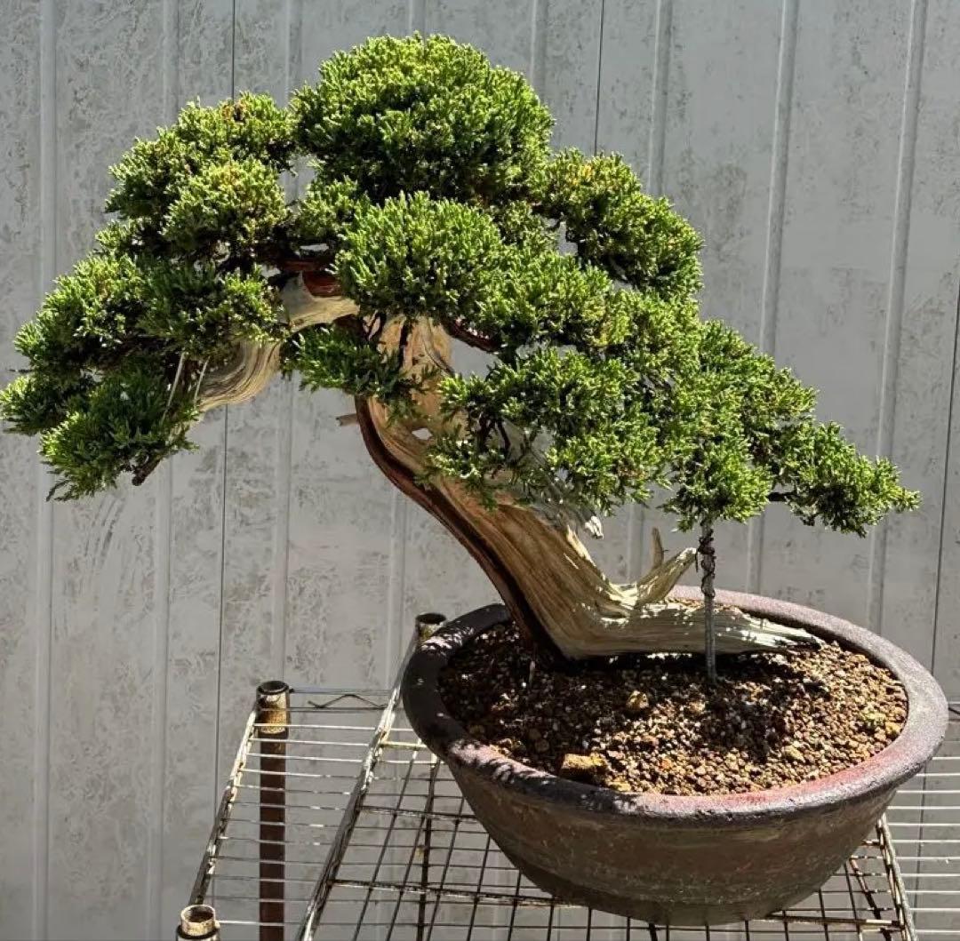 中型盆栽( 引取限定　) 大阪府和泉市