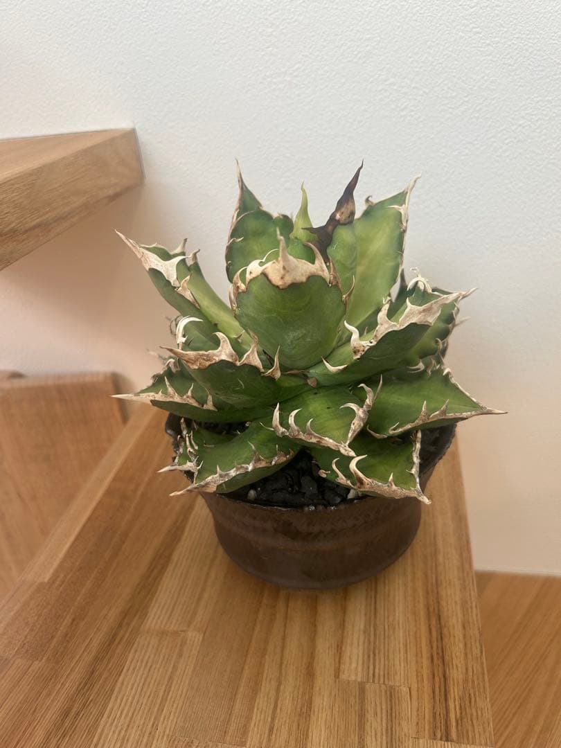 レッドキャトウィーズル　アガベ　チタノタ　8labo