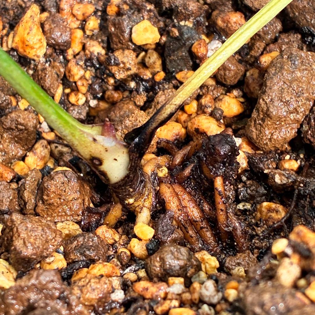 ラ*ク様 ❤️根っこ充実❤️1291 【超小輪　繊細ぼかし　アトロ交配】