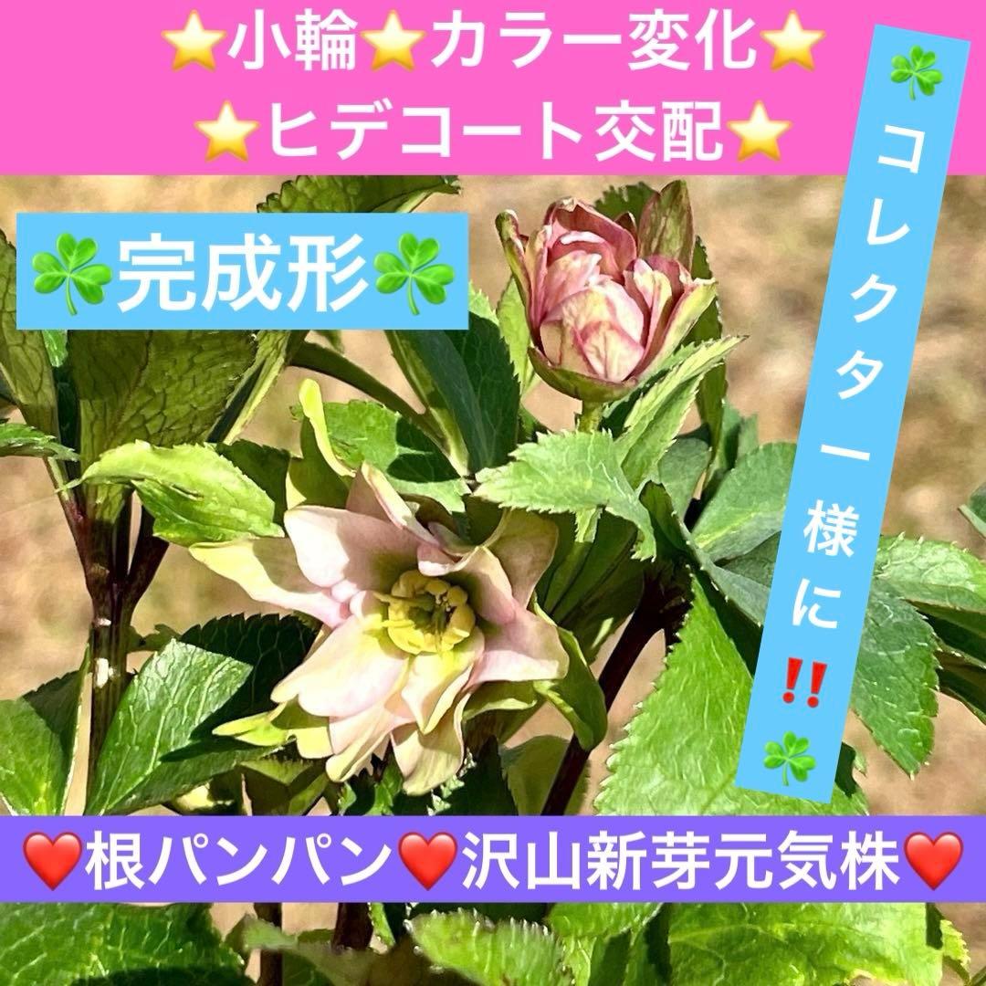 ま*️様 ☘️完成形☘️根パンパン❤️沢山新芽元気株❤️3233⭐️小輪⭐️カラ