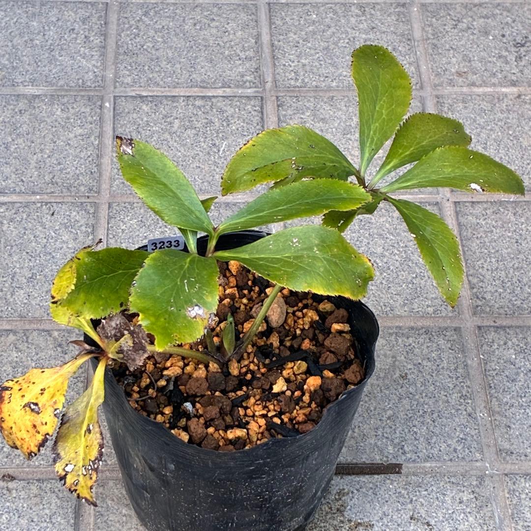 ま*️様 ☘️完成形☘️根パンパン❤️沢山新芽元気株❤️3233⭐️小輪⭐️カラ